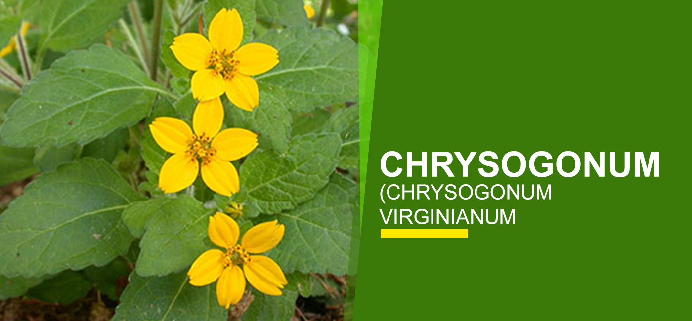 Green-and-Gold (Chrysogonum virginianum)