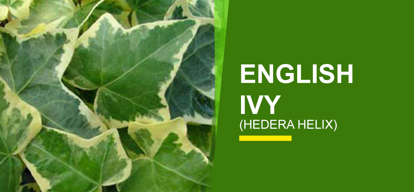 English Ivy Online India | English Ivy - Garden